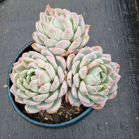 13cm pot Echeveria sp. (Pixie Bunny) 精灵兔13cm盆