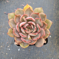 Echeveria Kisses 吻