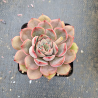 Echeveria Kisses 吻