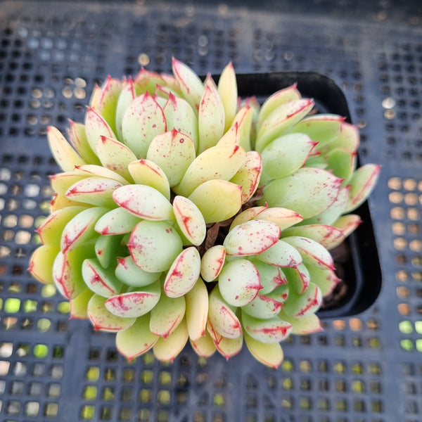 *GLGhybrid(1-52) Pachyphytum Baby Finger hybrid 婴儿手指杂