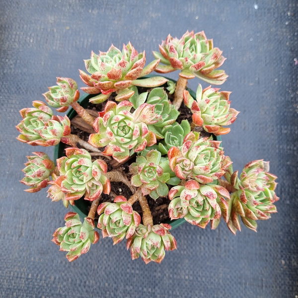 11cm pot Echeveria Olivia 奥利维亚11cm盆