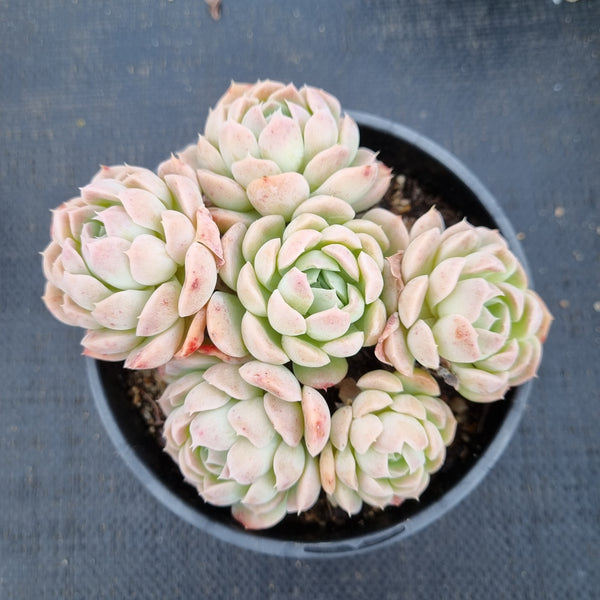 11cm pot Echeveria Iria 伊利亚