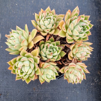 GLGhybrid 11cm pot Echeveria Agavoides hybrid 东云杂