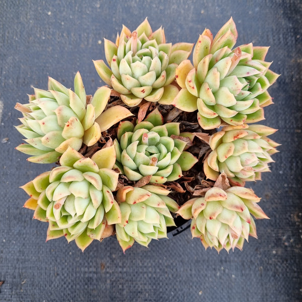 GLGhybrid 11cm pot Echeveria Agavoides hybrid 东云杂