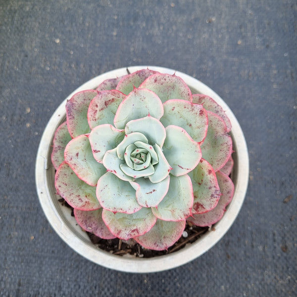 11cm pot Echeveria Peaches and Cream  奶油黄桃11cm盆