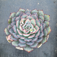 Echeveria Puebla hybrid 普埃布拉杂