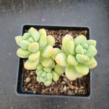 Sedum Treleasei 天使之泪