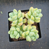 Sedum Treleasei 天使之泪