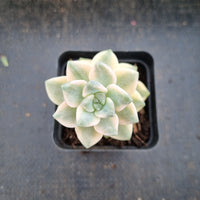 Graptopetalum Paraguayense ssp. Bernalense variegata 美杏锦