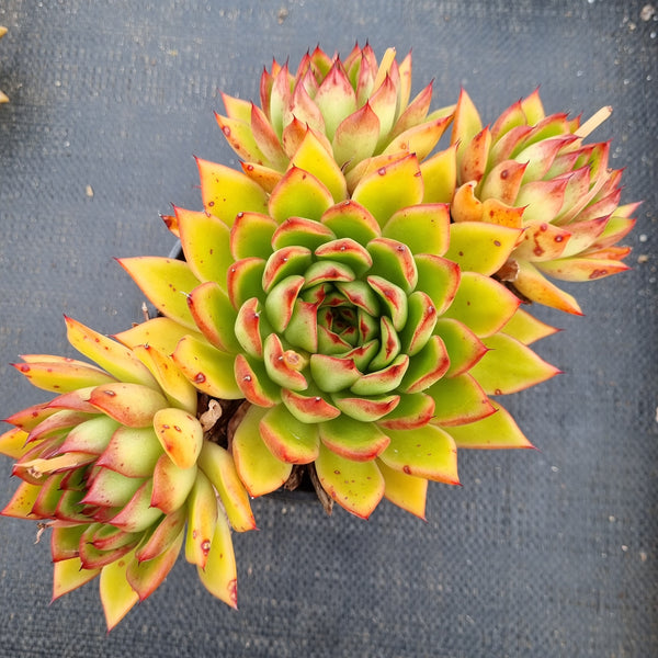 11cm pot Echeveria Red Blush