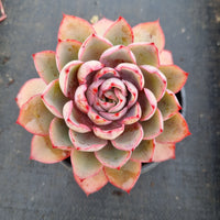 11cm pot Echeveria Hera 赫拉11cm 盆