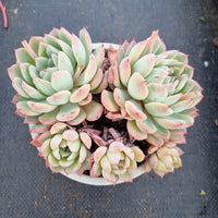 11cm pot Echeveria 'Frost of the Fall' 秋霜11cm 盆