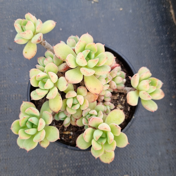 11cm Echeveria Sugared 砂糖11cm 盆