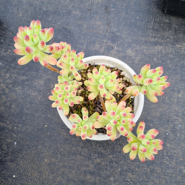 11cm pot Sedum Pachyphyllum 乙女心11cm盆