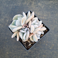 Echeveria 'Exotic' 雪特