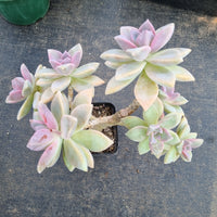 Graptopetalum 'Victor Kane' 幽灵公主