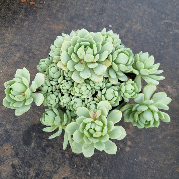 11cm pot Sedum Clavatum hybrid 凝脂球 11cm盆