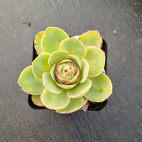 Aeonium Aureum hybrid 玫瑰杂