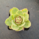 Aeonium Aureum hybrid 玫瑰杂