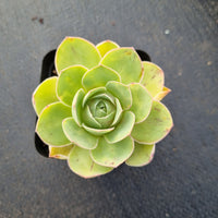 Aeonium Aureum hybrid 玫瑰杂