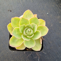 Aeonium Aureum hybrid 玫瑰杂