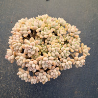 11cm pot Graptopetalum Blush Danko large cluster 绯丸大群