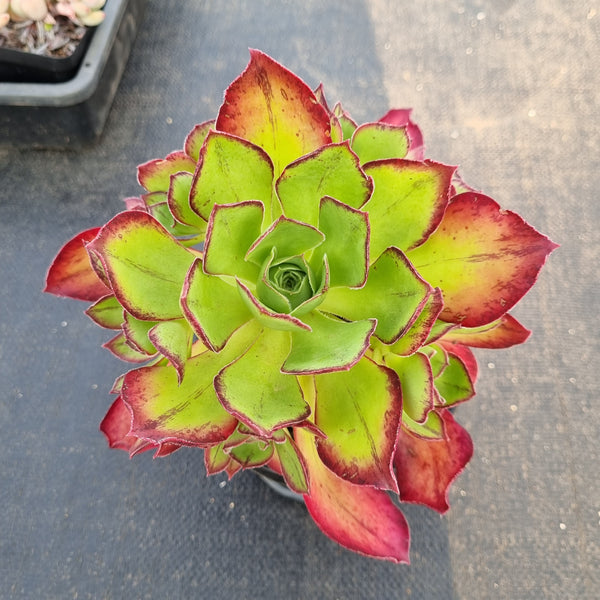 Aeonium Akafuji 'red Fuji' 红富士法师