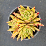 11cm pot Echeveria Agavoides Corderoyi 黄金玛丽亚11cm盆