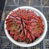 ＊GLGhybrid(2-283) Echeveria Subalpina hybrid 萨宾娜杂