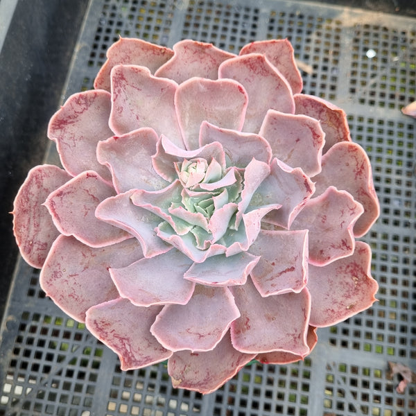 ＊GLGhybrid(2-286) Echeveria shaviana hime hybrid 沙维娜杂