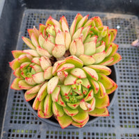 ＊GLGhybrid(2-289) Echeveria Agavoides sp 黄金雨杂