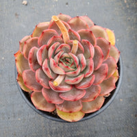 11cm pot Echeveria Kisses 吻