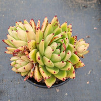 11cm pot Echeveria Agavoides ‘Miranda’ 米兰达11cm盆