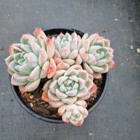 11cm pot Echeveria Rumengling 如梦令11cm盆