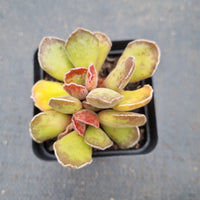 Adromischus cristatus long leaf