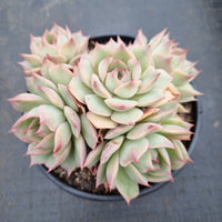 11cm pot Echeveria 'Pink Tips' 粉色提示 11cm盆