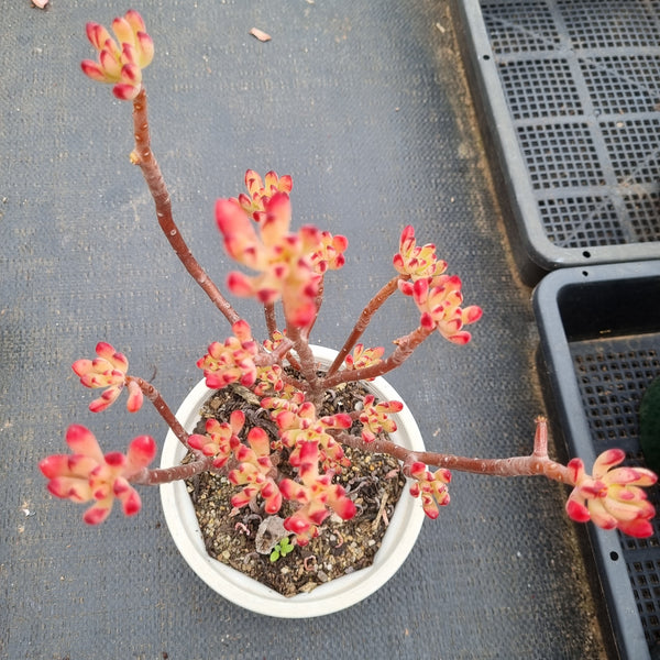 11cm pot Echeveria Macdougallii 红旗11cm盆