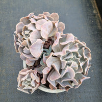 11cm pot Echeveria Swan Lake 天鹅湖11cm盆