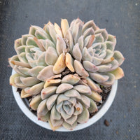 11cm pot Echeveria sp. 粉黛园