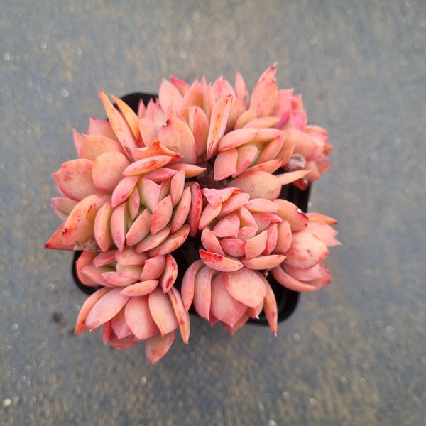 Echeveria Low 绮罗