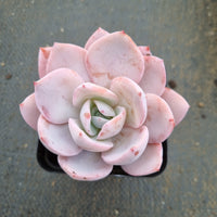 Echeveria White Lover 白色恋人