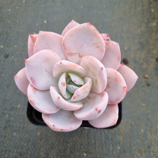 Echeveria White Lover 白色恋人