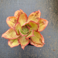 Aeonium sp. 仙桃法师