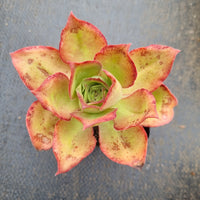 Aeonium sp. 仙桃法师