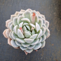 Echeveria sp. (Baiqian) 白浅