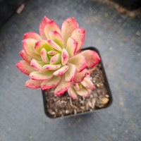 Echeveria Minibelle Variegated 小叮当锦