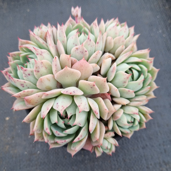 11cm pot Echeveria ’Peachy Dream‘ 桃梦11cm盆