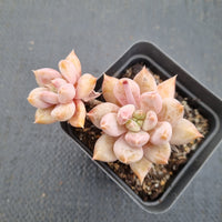 Echeveria Tolimanensis hybrid 杜里万杂