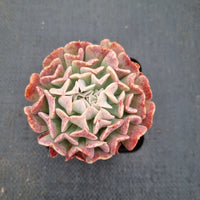 Echeveria Pinwheel f. Revolution 革命