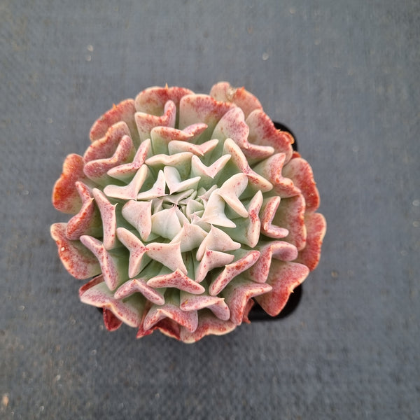 Echeveria Pinwheel f. Revolution 革命